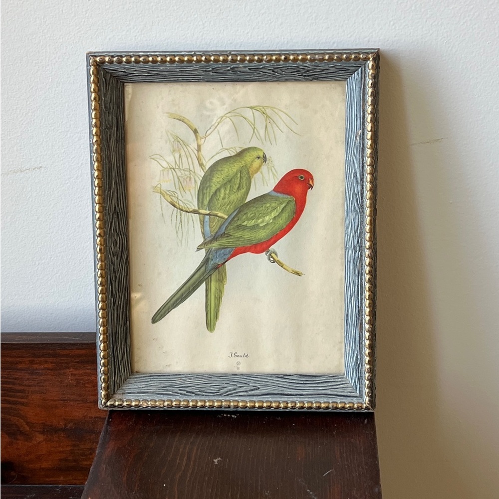 Framed Lithograph of parakeets by John Gould